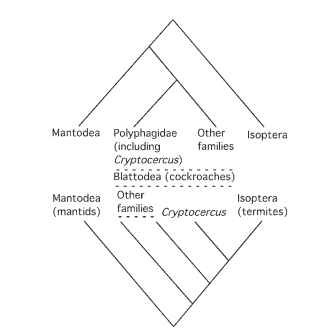 Cladogram depicting alternative relationships among Dictyoptera. Dashed lines indicate paraphyly in classification. The lower cladogram shows that most recent consensus view.