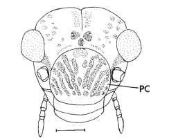 Face of a psocid, Aaroniella badonneli, showing prominent postclypeus (PC) with chevron marks. Scale: 0.2 