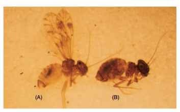  Male (A) and female (B) of a psocid, Lachesilla pal-lida, showing extreme sexual dimorphism in wing development.