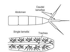 Caudal lamellae, which function as tracheal gills.