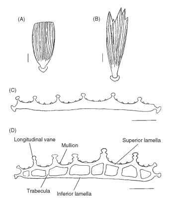  Lepidopteran scales. (A) Truncated wing scale, (B) serrate body scale, (C) cross section of primitive-type wing scale, (D) cross section of normal-type wing scale. Scale line length, 0.1 mm.