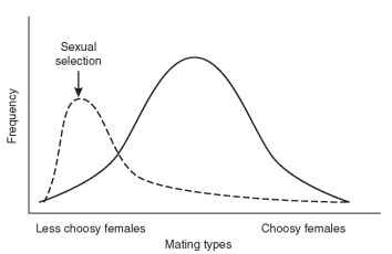 Under conditions of reduced population, there is strong selection for less choosy females, since choosy females may never encounter males able to satisfy their courtship requirements.
