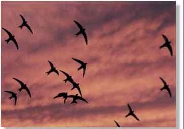 A Dusk flight Swifts flock to feed on dense insect swarms.