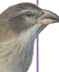 Woodpecker finch