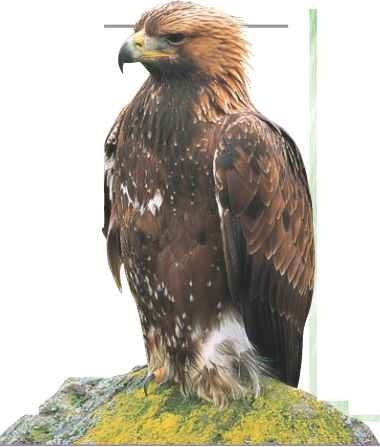 Young eagles are driven  Young blood This juvenile golden eagle has yet to acquire the more uniform, golden brown plumage of an adult bird.