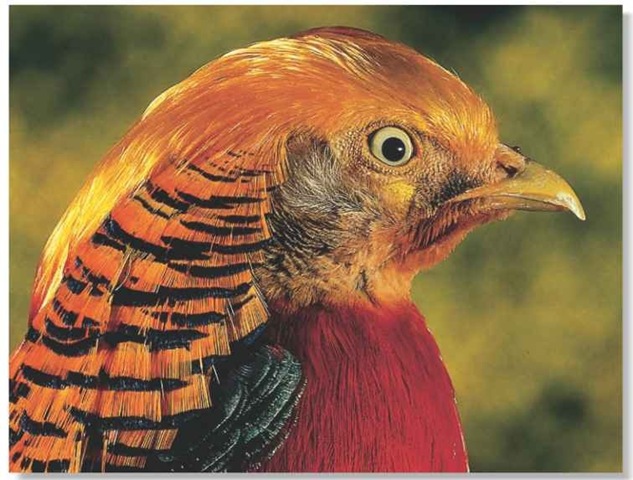 Golden Pheasant (Birds)