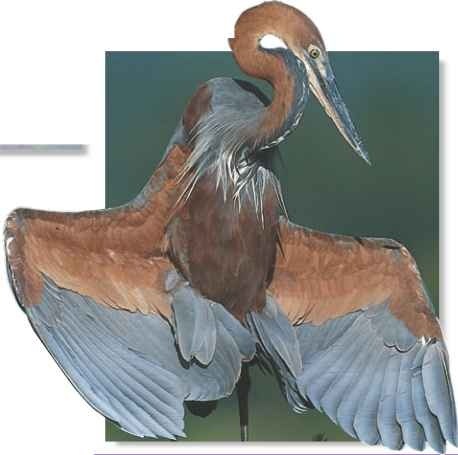  A Goliath heron was once seen eating a fish weighing 3 lbs.