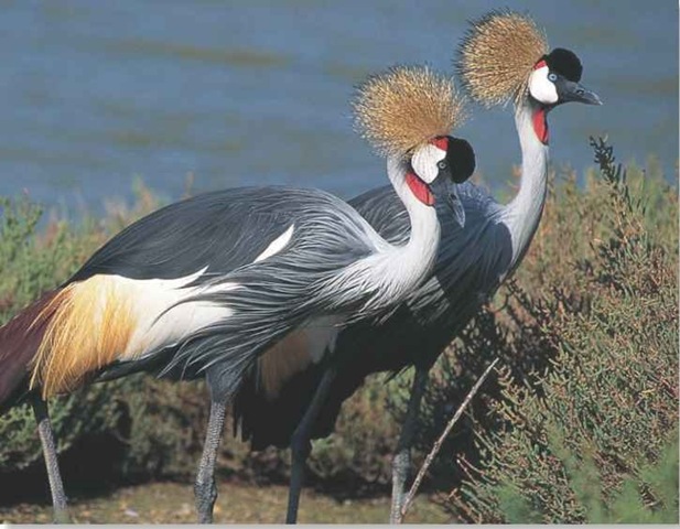 Gray-crowned Crane