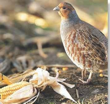 The gray partridge's nickname, "hun," is short for Hungarian partridge.