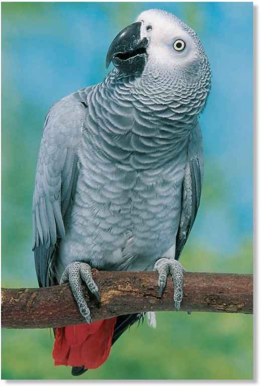 African Gray Parrot