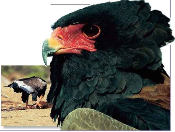 Expanding taste The bateleur has a more broad-ranging diet than its snake eagle relatives.
