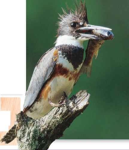 #The belted kingfisher disgorges pellets of fish bones, scales and other indigestible parts of food.