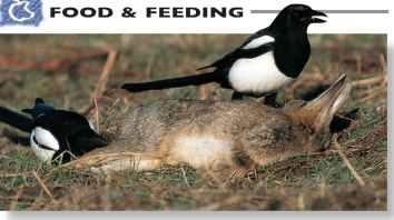 A Dead, easy meal Like members of the crow family, the magpie takes advantage of carrion.
