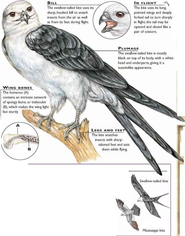 American Swallow-tailed Kite