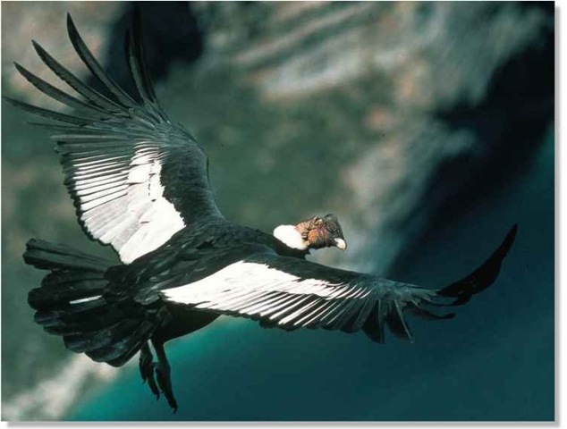 Andean Condor