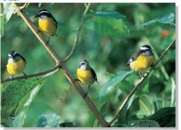 A Flower power Bananaquits search high and low for sweet nectar in a forest.