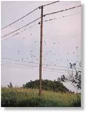 Ready, get set... Swallows line up on wires before migrating in fall.