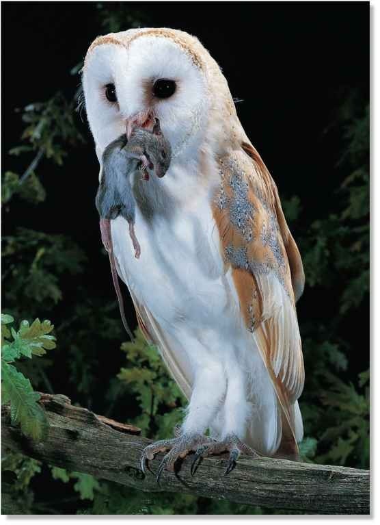 Barn Owl (Birds)
