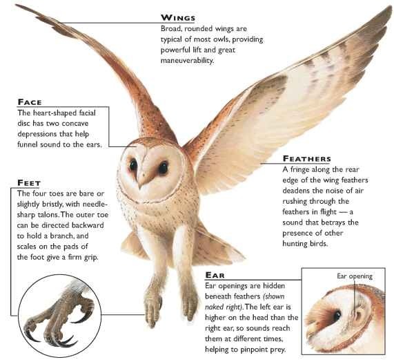 Barn Owl