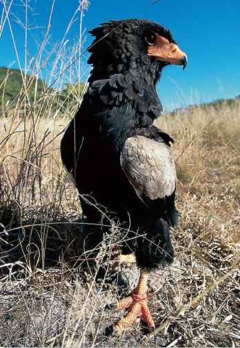 Life on the road The adaptable bateleur occupies a huge range.