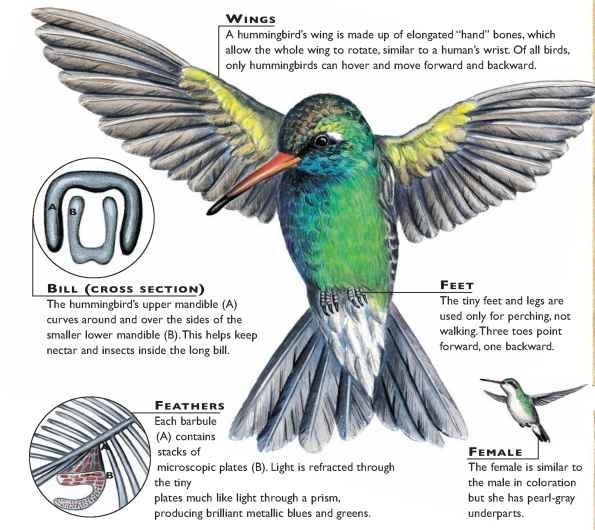 broad billed hummingbird birds broad billed hummingbird birds