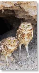 The burrowing owl's species name, cunicularia, comes from the Latin word cunicularius, meaning "a miner or burrower."