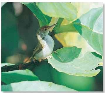 A Bird in the bush The tailorbird lives in undergrowth that springs up in forest clearings.