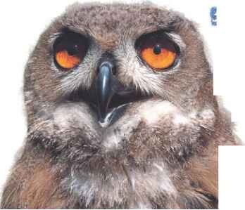 Slow developer Young eagle owls are