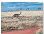 On the plain Nomadic, the emu follows the rains for food.