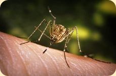 mosquito (1)