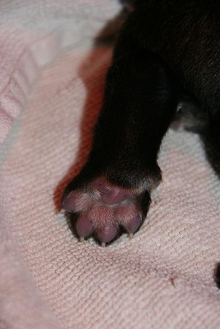 [Isabellas Puppies 013-2[4].jpg]