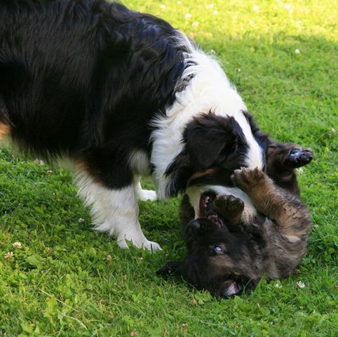 [Isabellas Puppies 018-3[3].jpg]