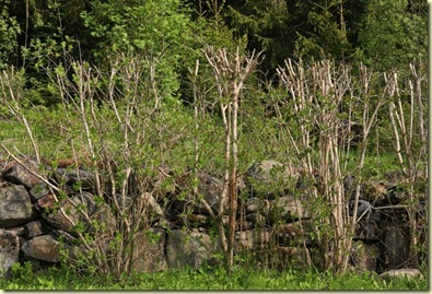 mai 2010 012-2