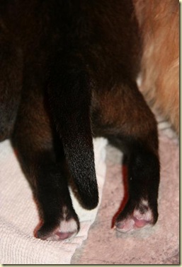 Isabellas Puppies 011-2
