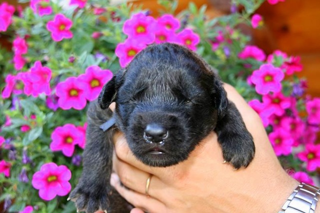 [Isabellas Puppies 023-2[3].jpg]