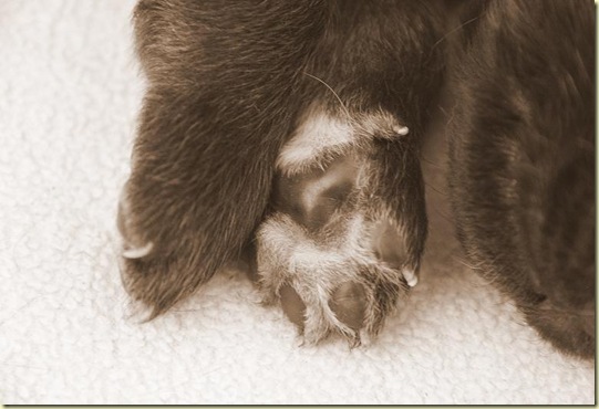 Isabellas Puppies 040-3