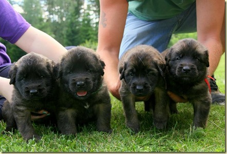 Isabellas Puppies 020-2