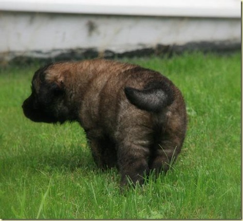 Isabellas Puppies 043-3