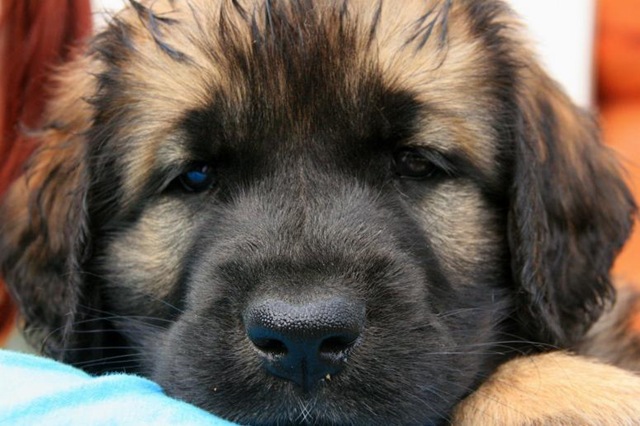 [Isabellas Puppies 011-2[3].jpg]