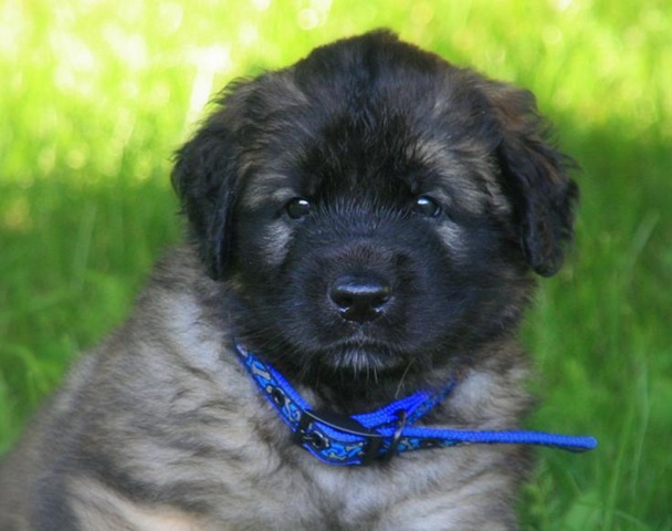 [Isabellas Puppies 002-4[3].jpg]
