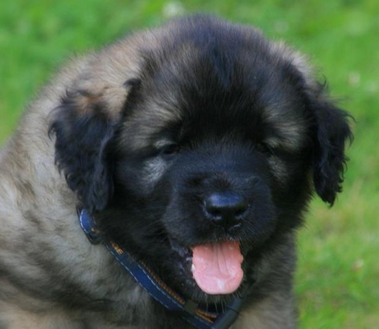 [Isabellas Puppies 004-3[4].jpg]