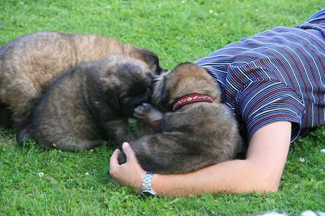 [Isabellas Puppies 030-2[3].jpg]