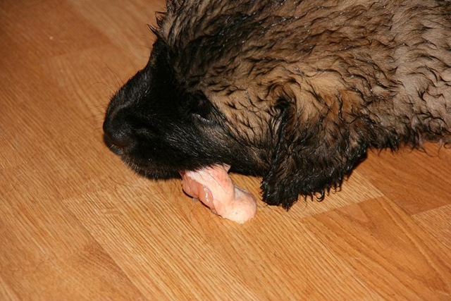 [Isabellas Puppies 012-2[4].jpg]
