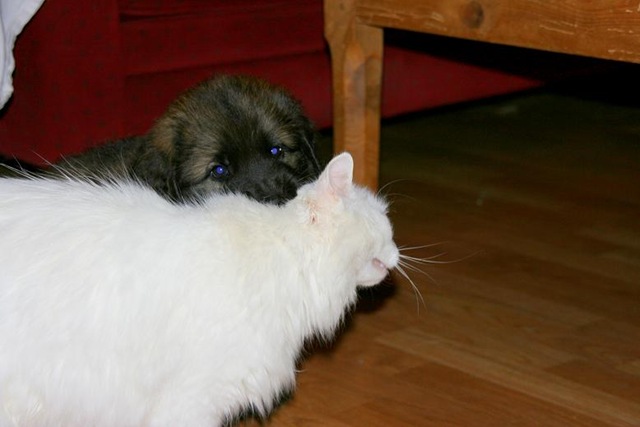 [Isabellas Puppies 008-2[4].jpg]