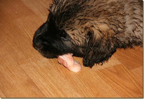 Isabellas Puppies 012-2