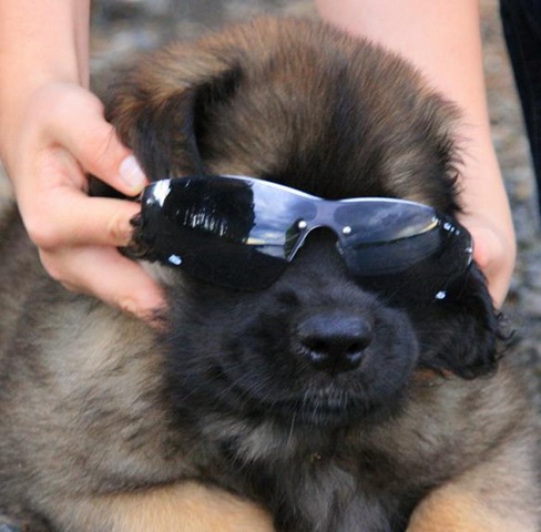 [Isabellas Puppies 033-2[3].jpg]