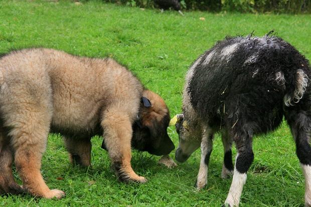 [Isabellas Puppies 073-2[4].jpg]