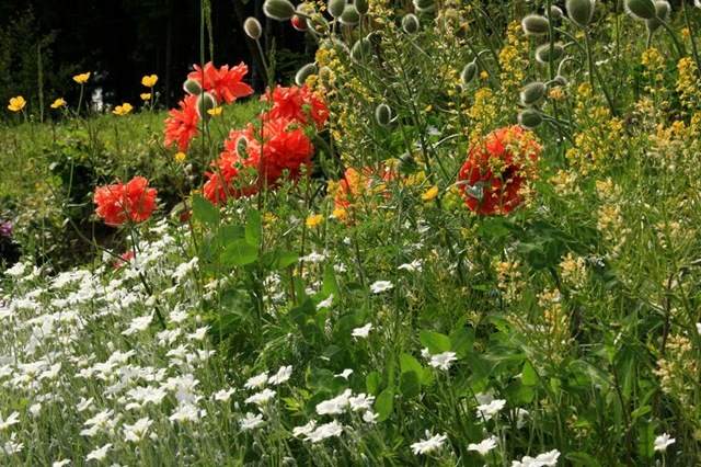 [Birdys babies 2010 009-2[3].jpg]