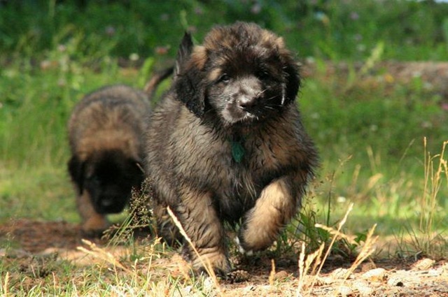 [Birdys babies 2010 106-2[3].jpg]