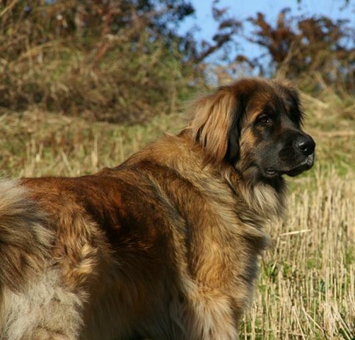 [Dogsoct2010 002-2[3].jpg]